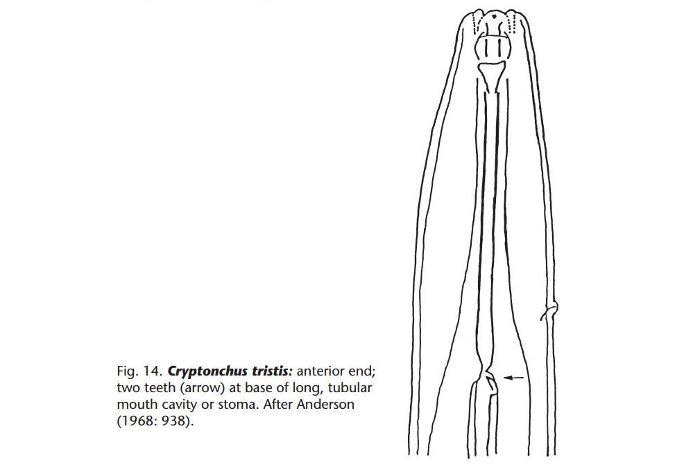 Представитель Семейства Cryptonchidae